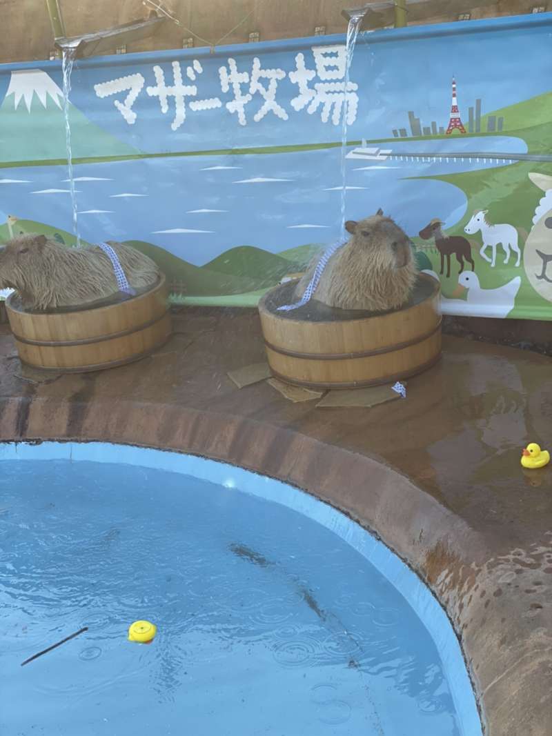 動物とふれあい