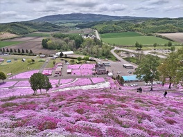 東藻琴芝桜公園